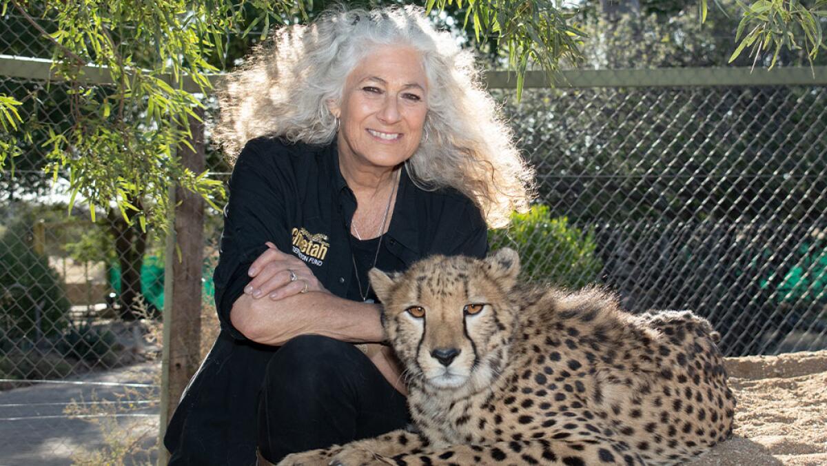 Laurie Marker, executive director of the Cheetah Conservation Fund in Namibia.