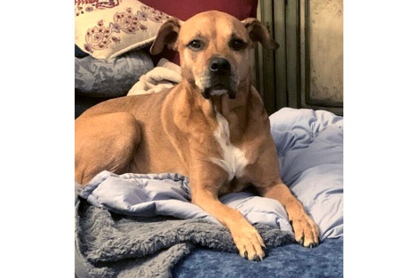 Stolen dog is described as an 11-year old gold Pitbull / Rhodesian Ridgeback mix named Drake.