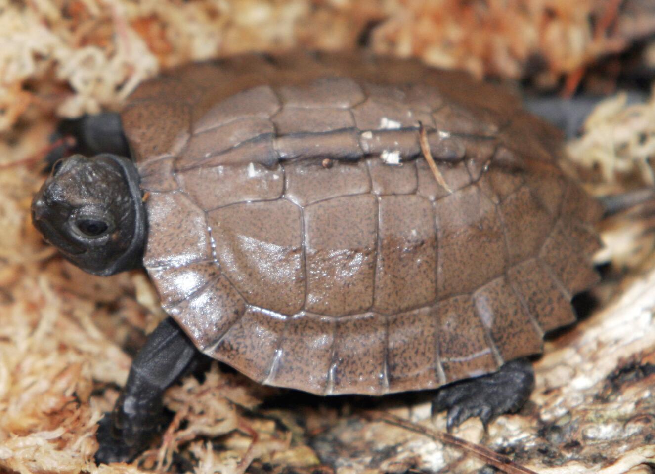 Turtles have very weird shoulders