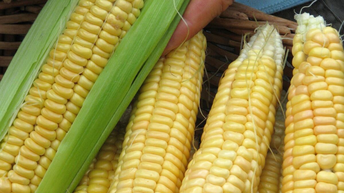 This undated photo shows Golden Bantam corn in New Paltz, N.Y. Golden Bantam is a delectable, heirloom variety of corn from which you can save seeds for sharing and for planting in years to come â as long it is grown in isolation from other varieties of corn. (Lee Reich via AP)