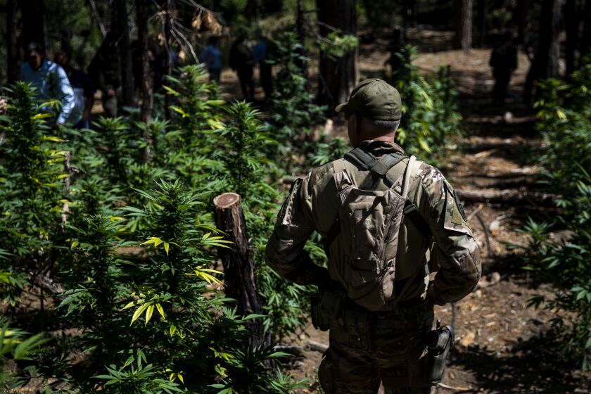 WHISKEY FALLS, CALIF. - AUGUST 20: Law enforcement at an illegal Marijuana cultivation site in the Sierra National Forest on Tuesday, Aug. 20, 2019 in Whiskey Falls, Calif. (Kent Nishimura / Los Angeles Times)
