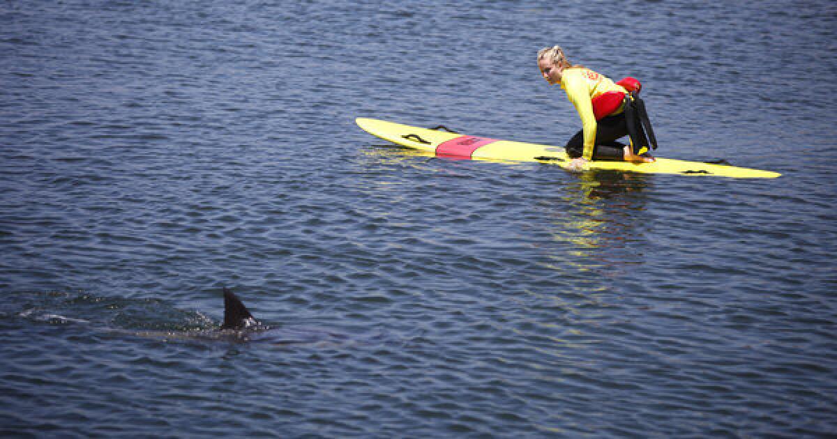 A lifeguard floats next to a wayward dolphin in the Bolsa Chica wetlands in Huntington Beach.