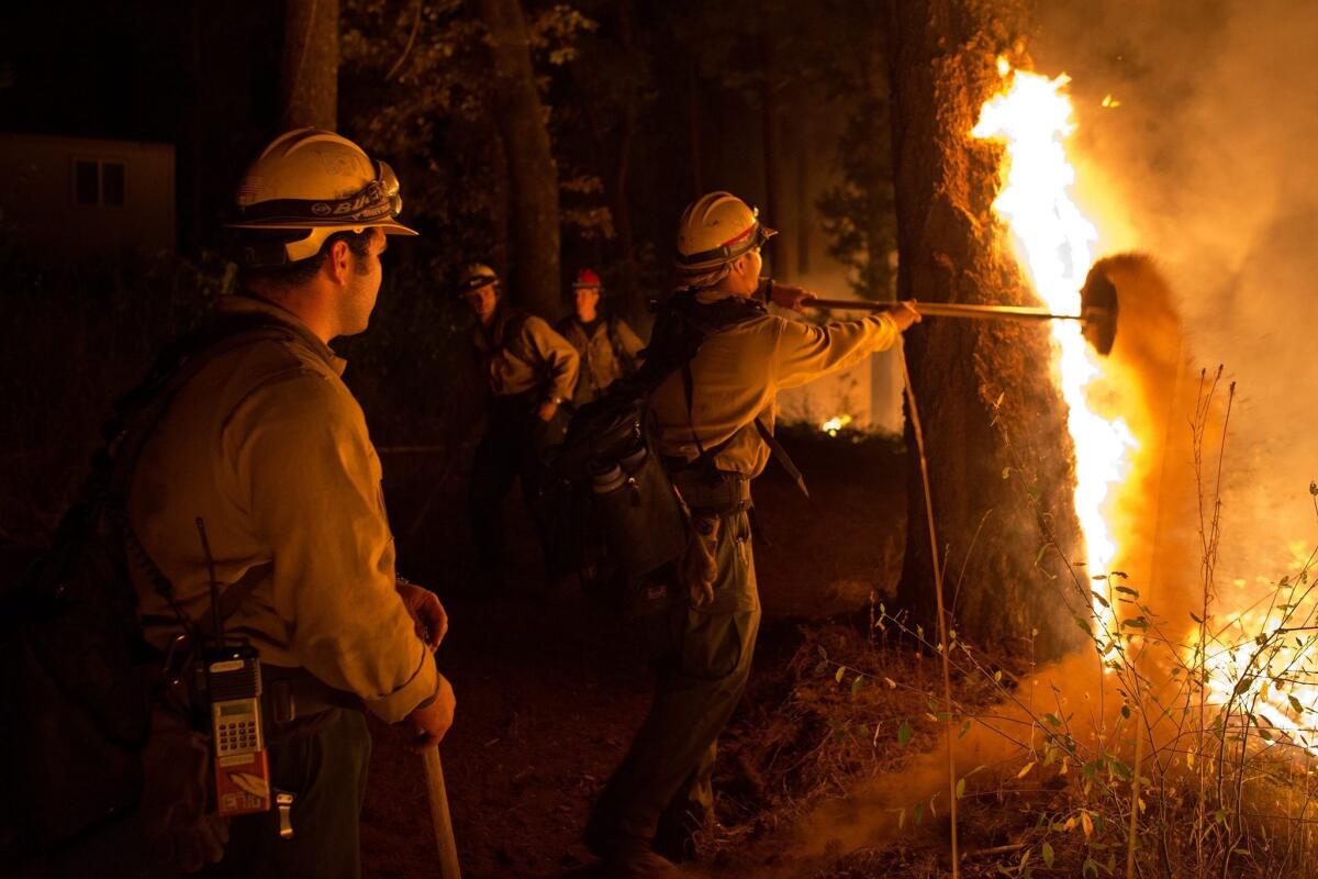 A firefighter uses his tool to throw dirt on flames creeping up a tree during a controlled burn around the King fire near the town of Pollock Pines.