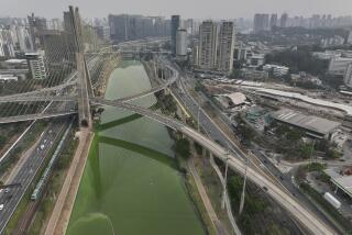 The Pinheiros River is green in Sao Paulo, Brazil, Tuesday, Sept. 10, 2024. The state's environmental authority attributes the river's new green hue to an algae bloom, the result of severe drought that has significantly lowered water levels. (AP Photo/Andre Penner)