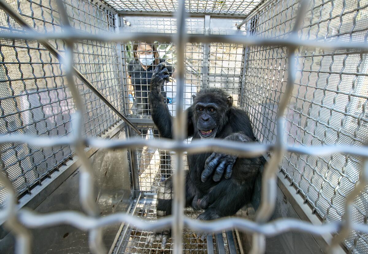 A chimpanzee sitting with arm raised in a metal cage