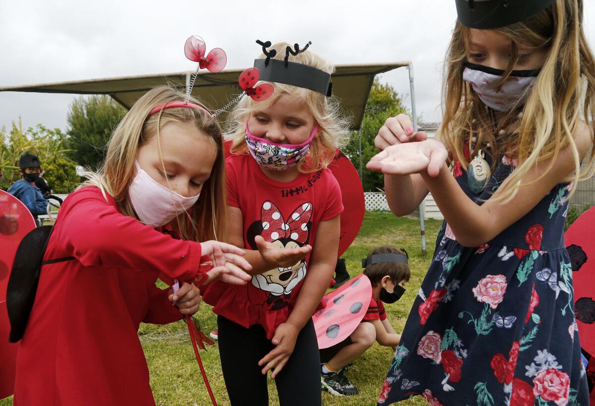 Primary students from Farwa Ali's class participate in releasing 12,000 ladybugs back into the environment on Thursday.