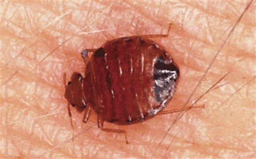 This undated handout photo provided by the National Pest Management Association show a bed bug in Gainesville, Fla. The federal government is waking up to what has become a growing nightmare in many parts of the country _ a bed bug outbreak. The tiny reddish-brown insects, last seen in great numbers prior to World War II, are on the rebound. They have infested college dormitories, hospital wings, homeless shelters and swanky hotels from New York City to Chicago to Washington. (AP Photo/NPMA)