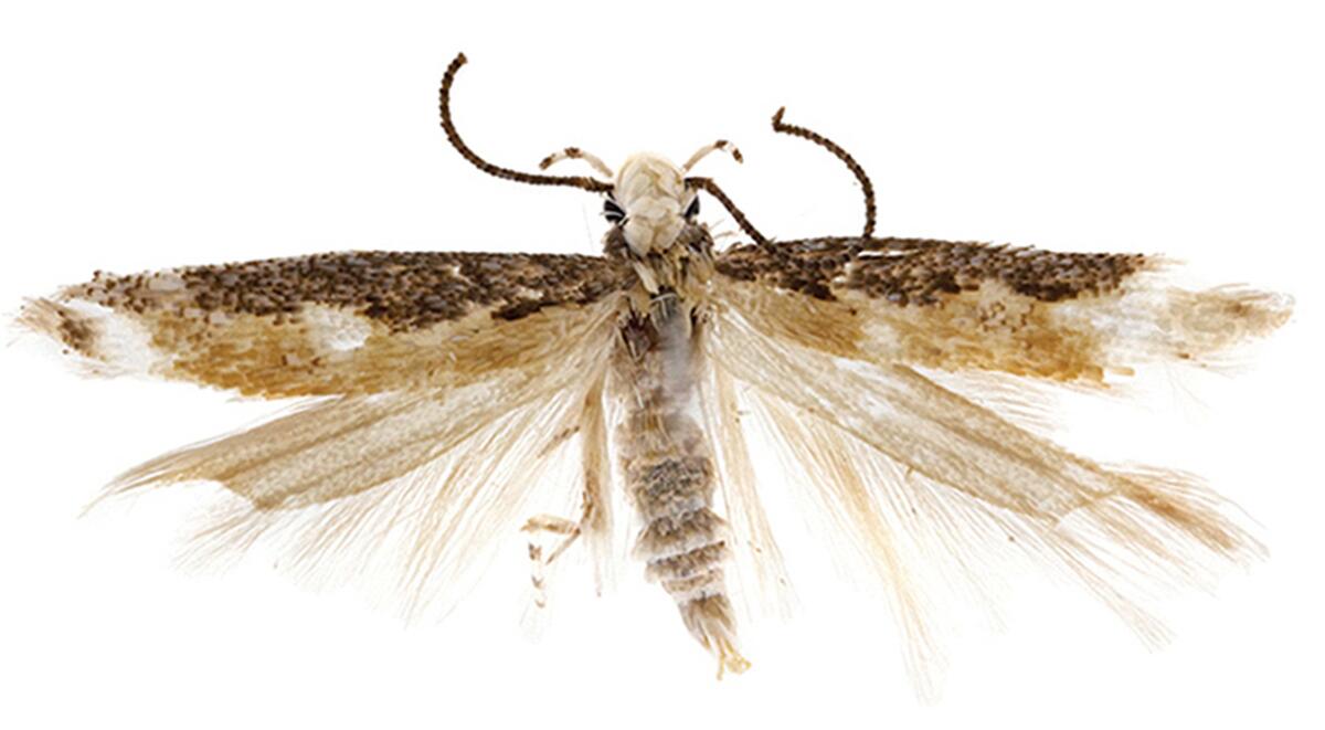 trump moth