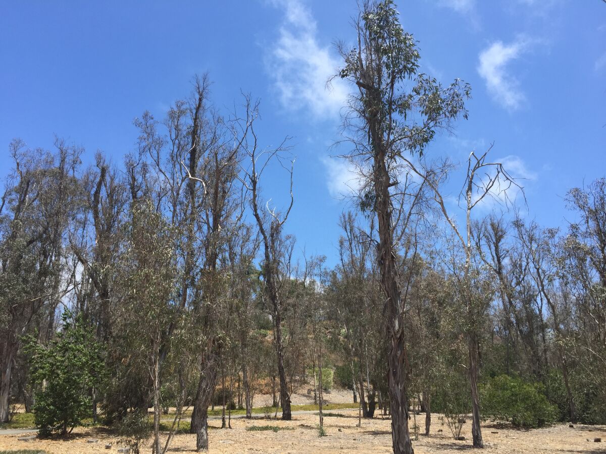 Defoliated, non-native eucalyptus trees in Rancho Santa Fe pose a fire risk.