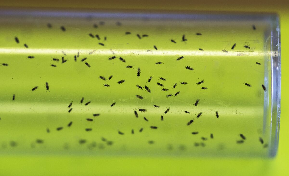 RIVERSIDE, CA - JULY 23, 2015: Predatory wasps, Tamarixia radiata, fly around inside a cool test tube after breeding at the Department of Food and Agriculture on July 23, 2015 in Riverside, California. The wasp is used to attack the Psyllid, a parasite which contains a bacteria which is deadly to the state's citrus industry. (Gina Ferazzi / Los Angeles Times)