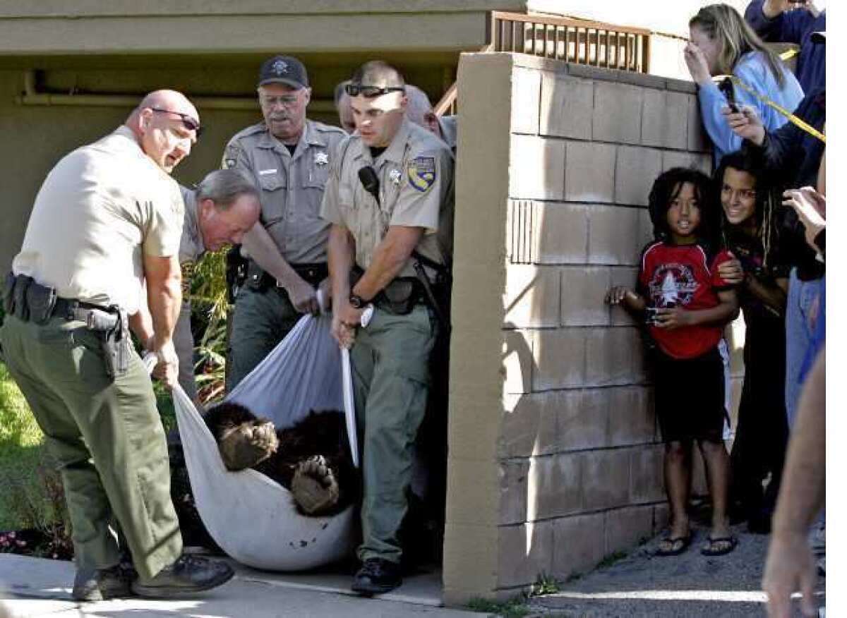 Neighbors watch as a California Black bear that weighed an estimated 300 lbs. was taken out of a backyard at 2469 Montrose Ave. in Montrose on Tuesday, April 10, 2012. After being tranquilized, the bear was taken out to The Angeles Forest by the California Fish & Game Dept. via a bear trap towed by a truck.