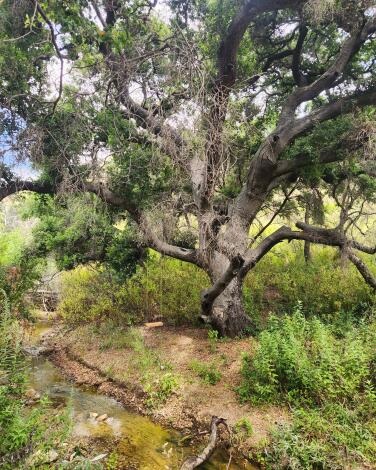 A photograph of a tree with a swing on the Escondido Falls hiking trail.