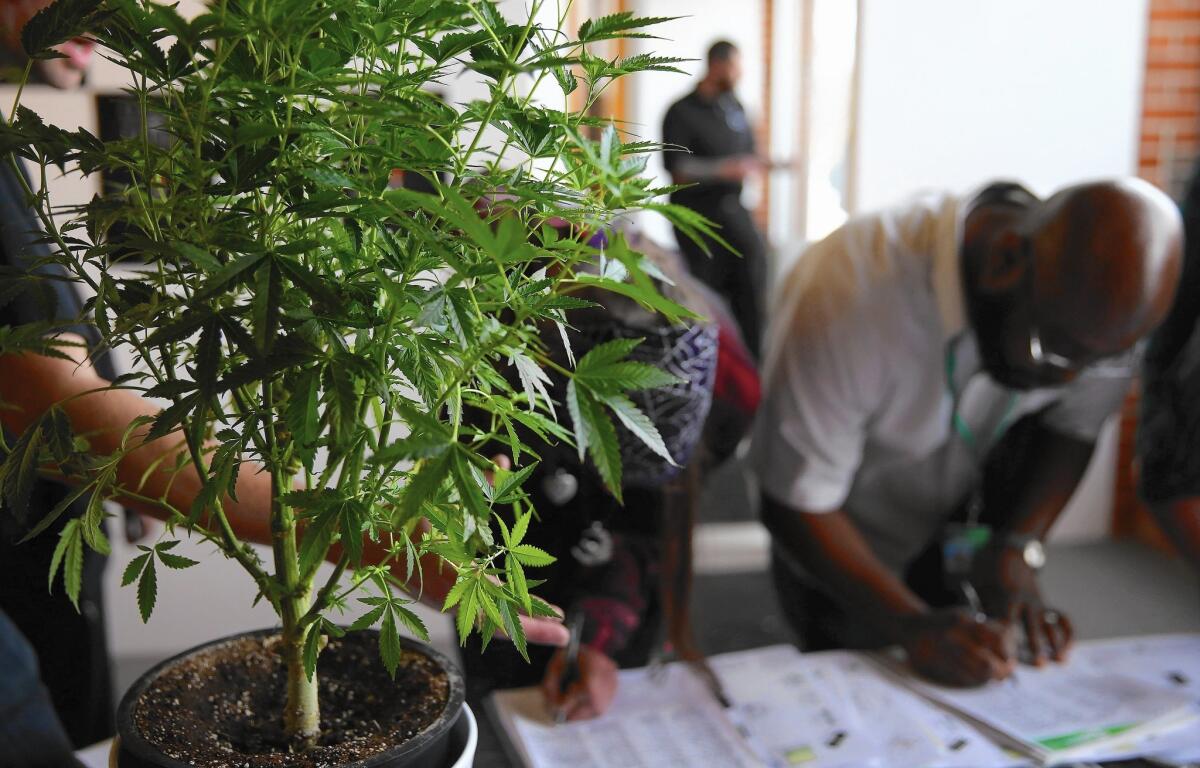 Marijuana is legal in Colorado but still illegal under federal law. Above, a cannabis job fair in Denver in 2014.