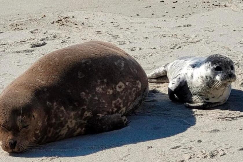 A mother seal and a day-old pup rest at the Children's Pool beach in La Jolla.