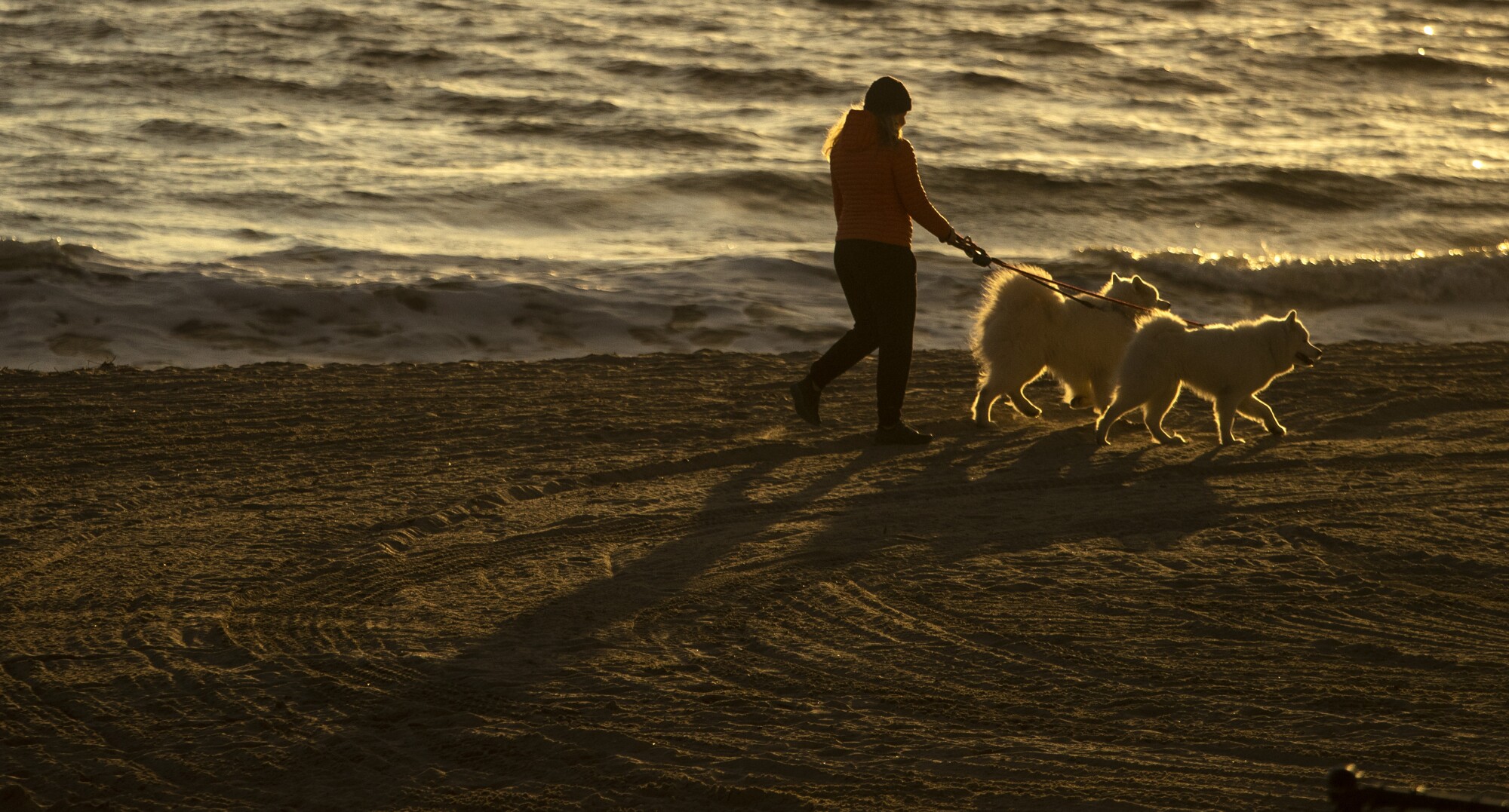 کارین ویلیامز از سانتا مونیکا دو سگ خود را در ساحل راه می‌دهد.