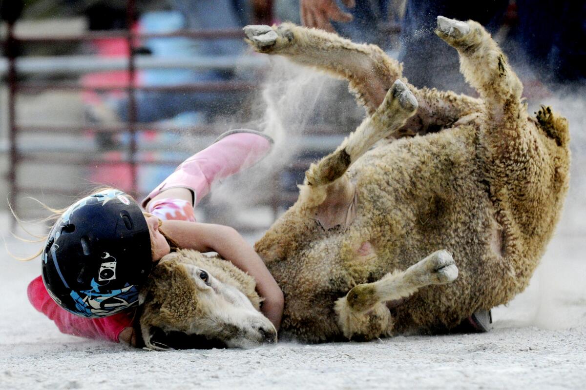 A child wearing a helmet holds onto a sheep's neck on the ground