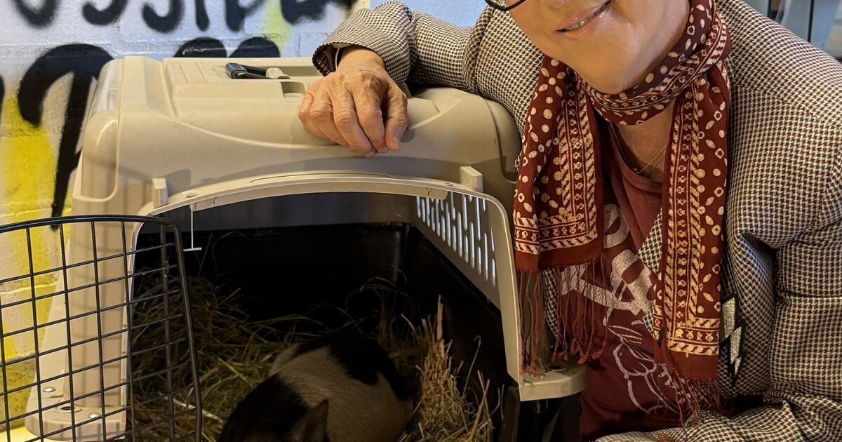 Grammy-winning songwriting legend Diane Warren adopts 'Wilbur' the rogue WeHo pig