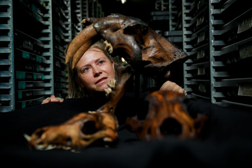 LOS ANGELES, CALIF. -- WEDNESDAY, AUGUST 21, 2019: Aisling B. Farrell, collections manager for Rancho La Brea, poses for a photo with fossils, clockwise from top: sabertooth cat also known as Smilodon fatalis (please italicize), Dire wolf, also known as Canis dirus (please italicize), Coyote, also known as Canis latrans (please italicize) at La Brea Tar Pits Museum in Los Angeles, Calif., on Aug. 21, 2019. (Marcus Yam / Los Angeles Times)