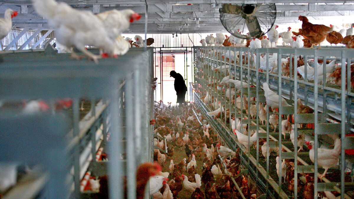 Third-generation farmer Frank Hilliker checks on his 8,000 hens.