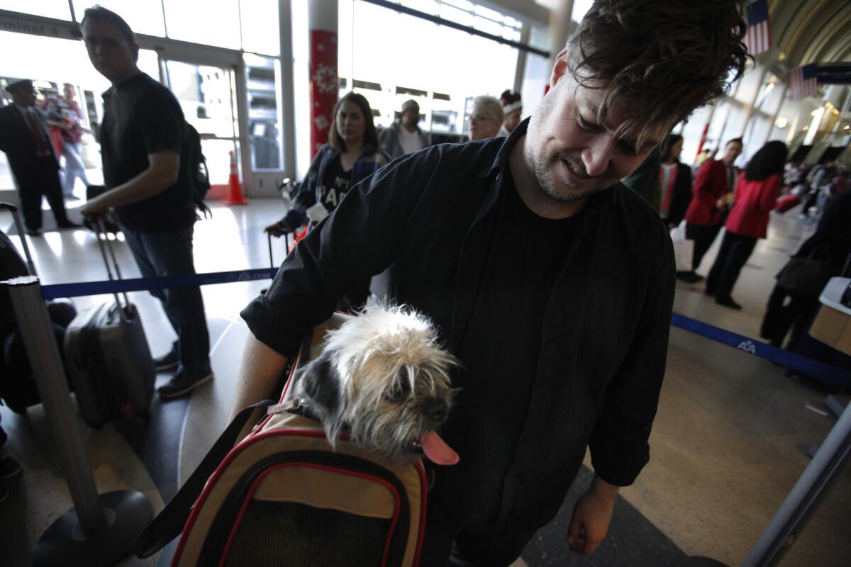 Matthew Herman lets his dog, Hauke, out for a little breather as they wait in a line at LAX with other travelers who are getting out of town on Christmas Eve.
