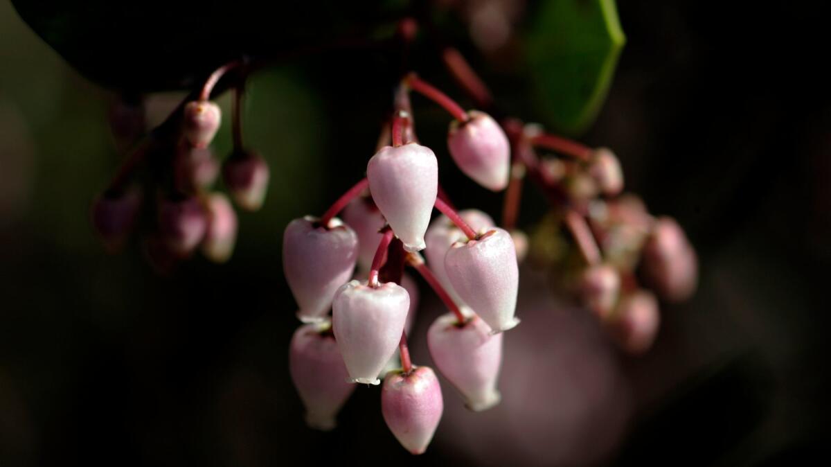 Fred Oehler Stanford Manzanita at Rancho Santa Ana Botanical Garden in Claremont.