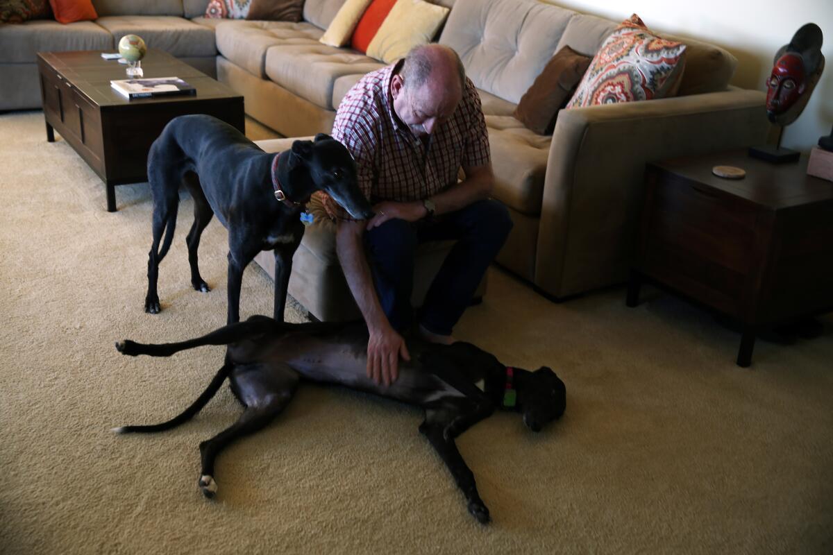 Tim Lignoul rubs Vicky's belly as his other black greyhound, Heidi, looks on in their living room.