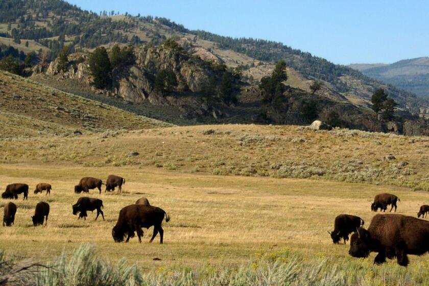Bisontes pastan en el Parque Nacional de Yellowstone, donde los niños de cuarto grado pueden llevar a sus familias con un pase gratuito.