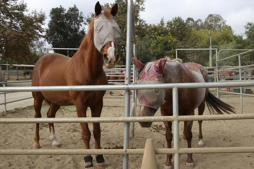 Evacuated horses at Serrano Creek Equestrian in Lake Forest. When the Airport Fire sparked and grew exponentially, volunteers sprang into action with the OC Animal Response Team and helped evacuate and shelter horses and other large animals at Serrano Creek Equestrian in Lake Forest and the OC Fairgrounds.