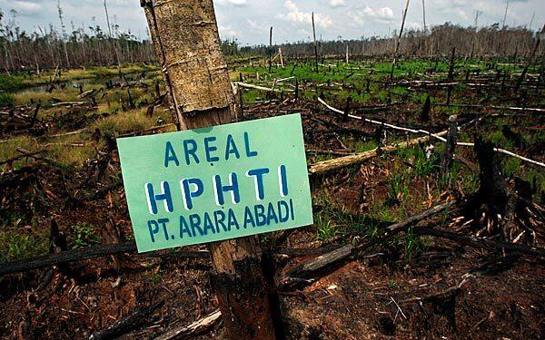 A signboard for the firm Arara Abadi hangs amid a deforested landscape on the road to the Kampar peninsula in Indonesia's Riau province. Since 1982, about 30% of Riau's natural forest has been cleared for palm oil plantations, 24$% for industrial pulpwood plantations and 17% percent has become wasteland.