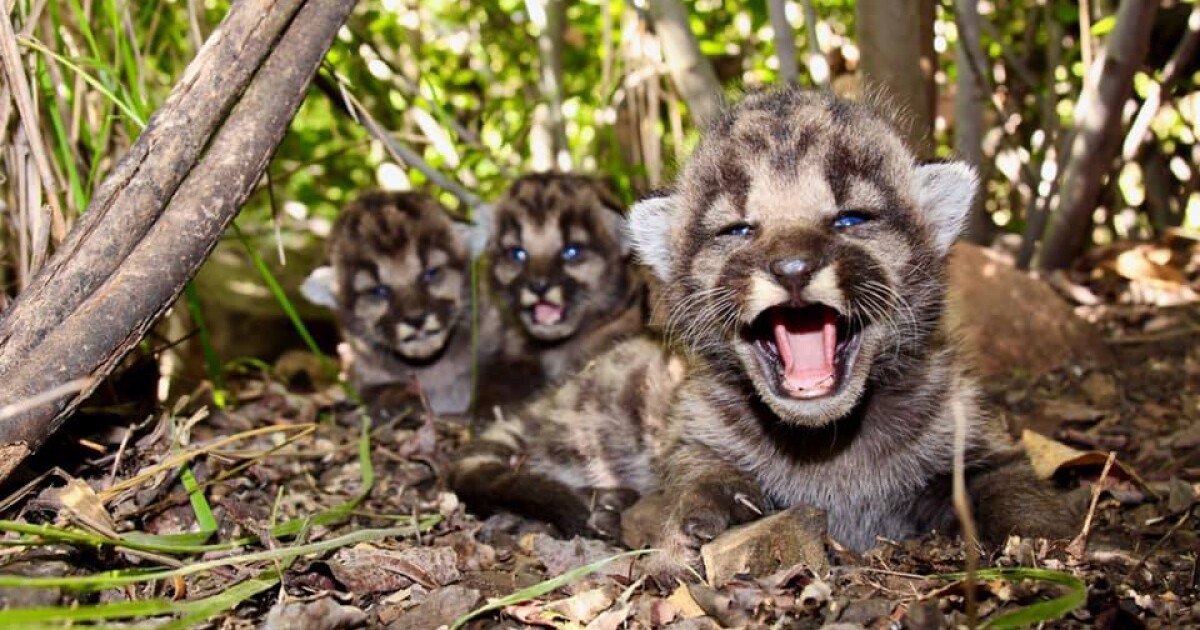 Local Mountain Lion Gives Birth To Three Cute Kittens Los Angeles Times