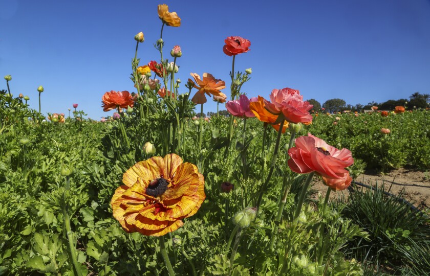 Some of the fist blooming flowers in the ranunculus fields at the Flower Fields on Wednesday.