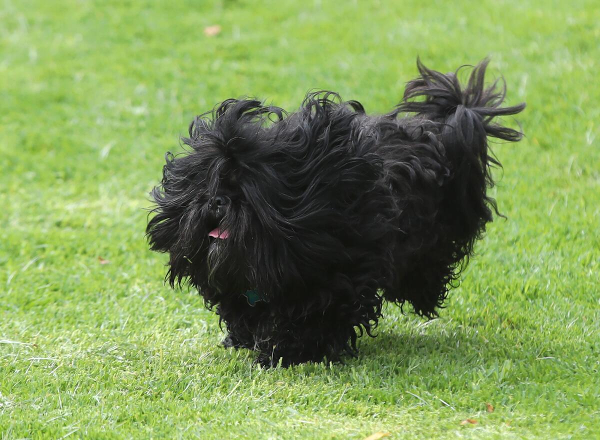 A long-haired black dog runs freely in the new dog play area at Moulton Meadows Park.