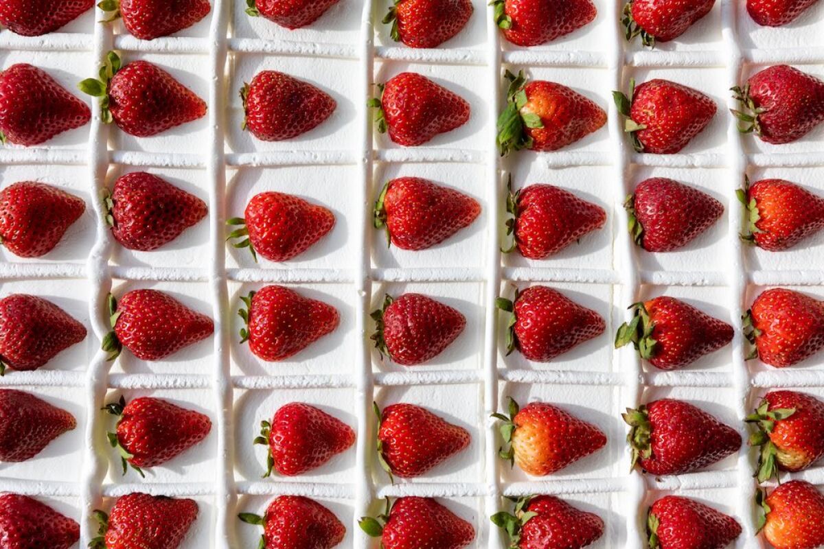 A strawberry cake-cutting ceremony has been a tradition at the Garden Grove Strawberry Festival since 1958.