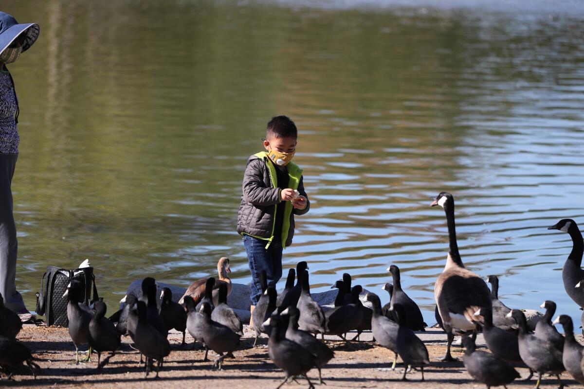 A child feeds the ducks at Mile Square Park in Fountain Valley on Saturday.