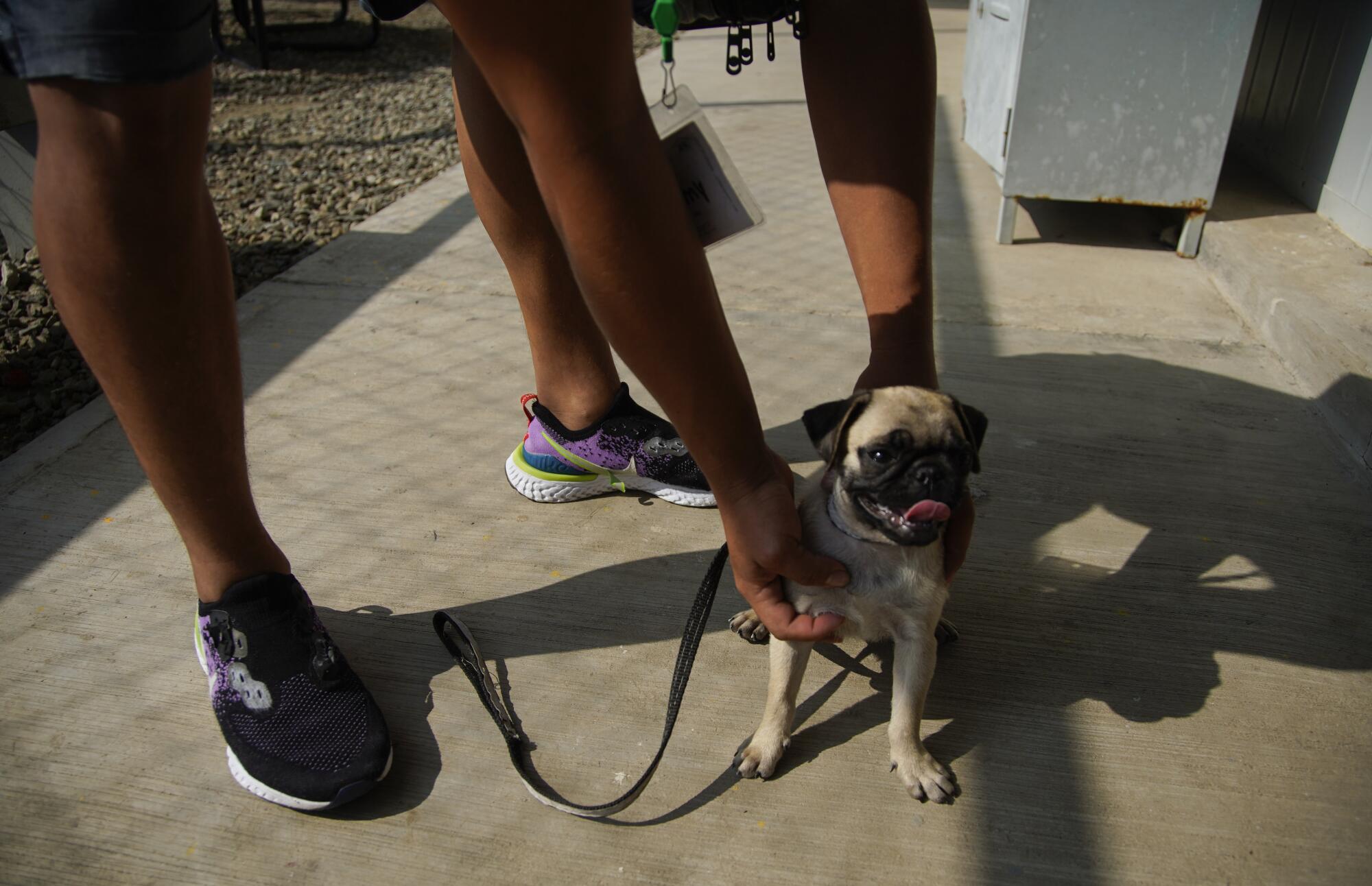 A Honduran family walks a pug puppy named Nina they adopted from the street