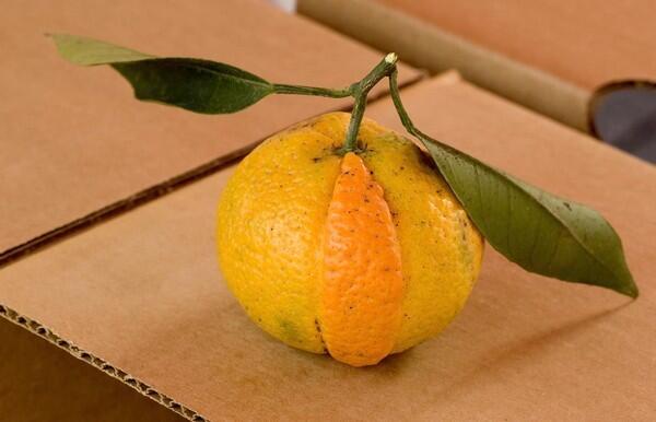 Sectoral chimera, a kind of mutation on satsuma mandarins