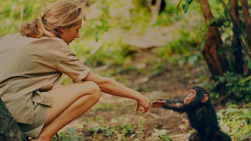 Jane Goodall and infant chimpanzee Flint in Tanzania in the documentary "Jane."