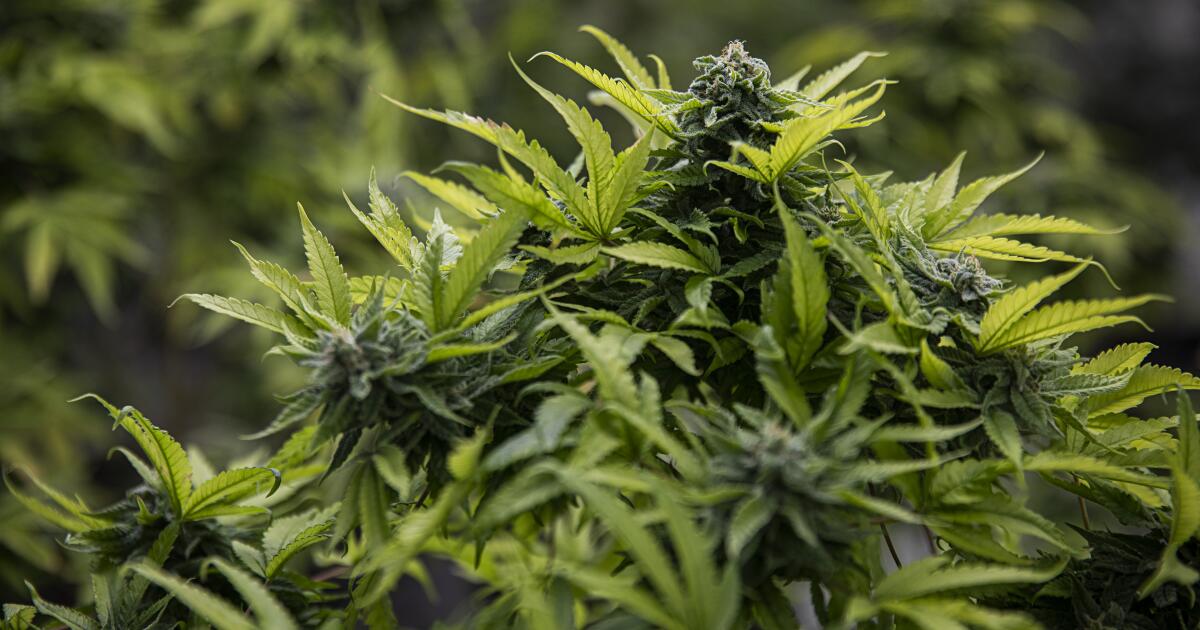 Sonoma dispensary owner gets grant via program he called anti-white Sonoma dispensary owner gets grant via program he called anti-white