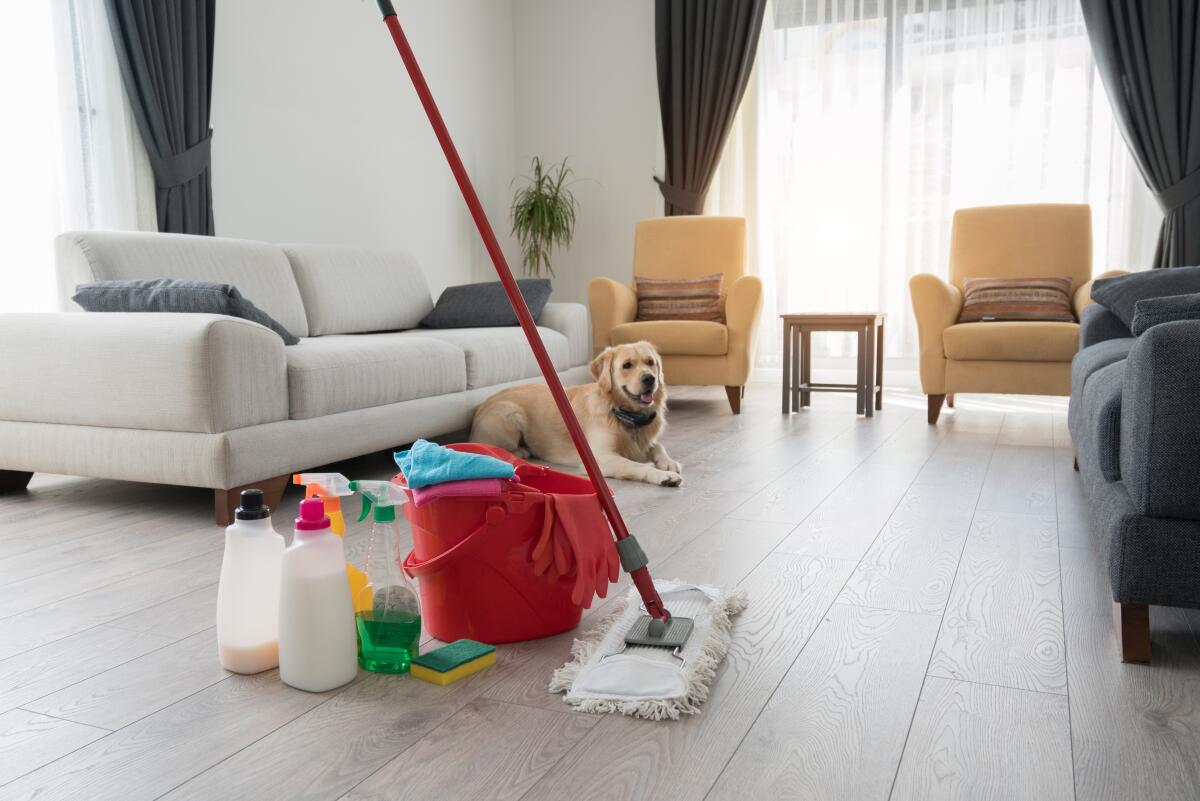  Golden retriever dog sitting behind various cleaning products at living room.