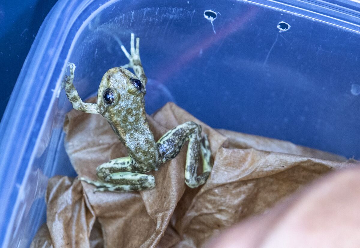 A tiny green frog is seen atop damp paper towels in a plastic box.