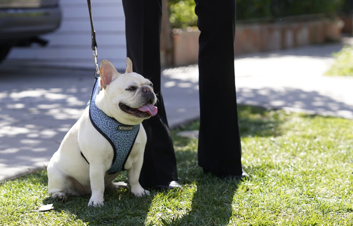 A French bulldog sits on grass