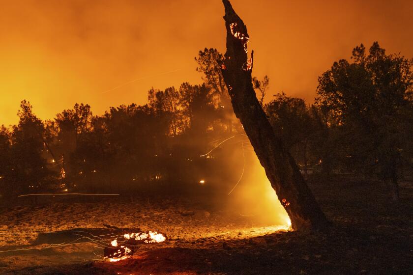 A tree smolders next to Platina Road at the Zogg Fire near Ono, Calif., on Sunday, Sep. 27, 2020. (AP Photo/Ethan Swope)