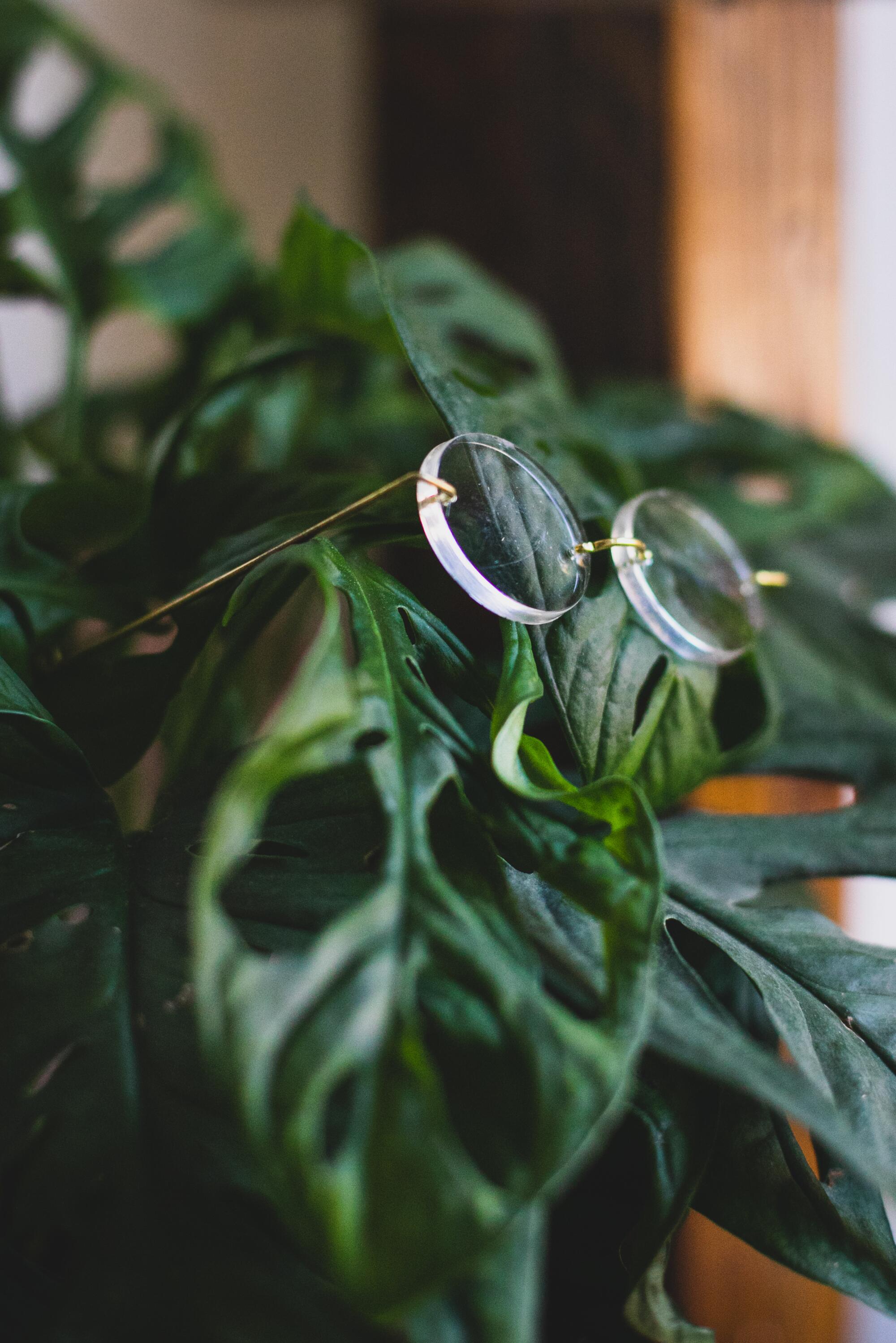 A pair of glasses sits on the leaves of a green plant.