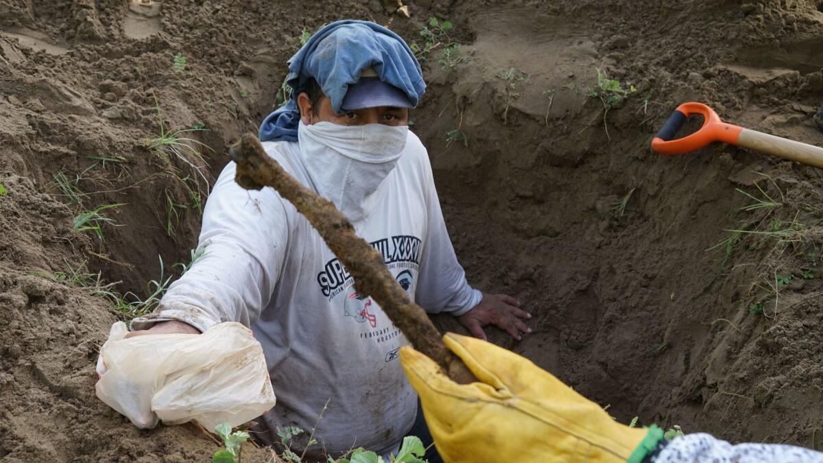 Rufino Bustamante, whose son is missing, helps as activists unearth human remains from a clandestine grave outside Veracruz, Mexico, in August 2016.