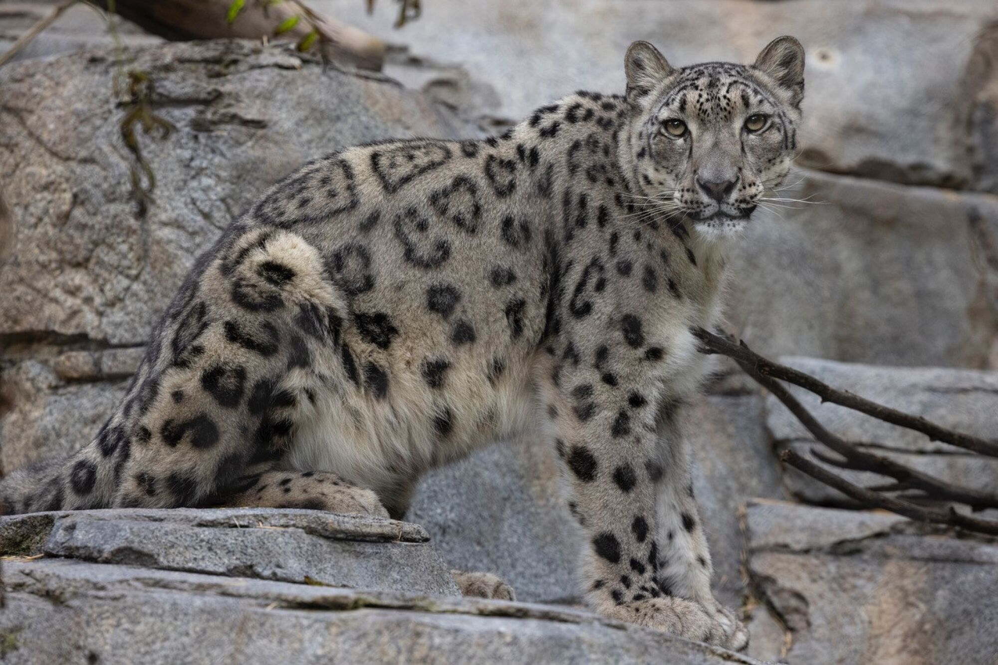 Naphisa, une femelle léopard des neiges de 3 ans au zoo de San Diego qui a toussé à cause d'une infection à coronavirus.