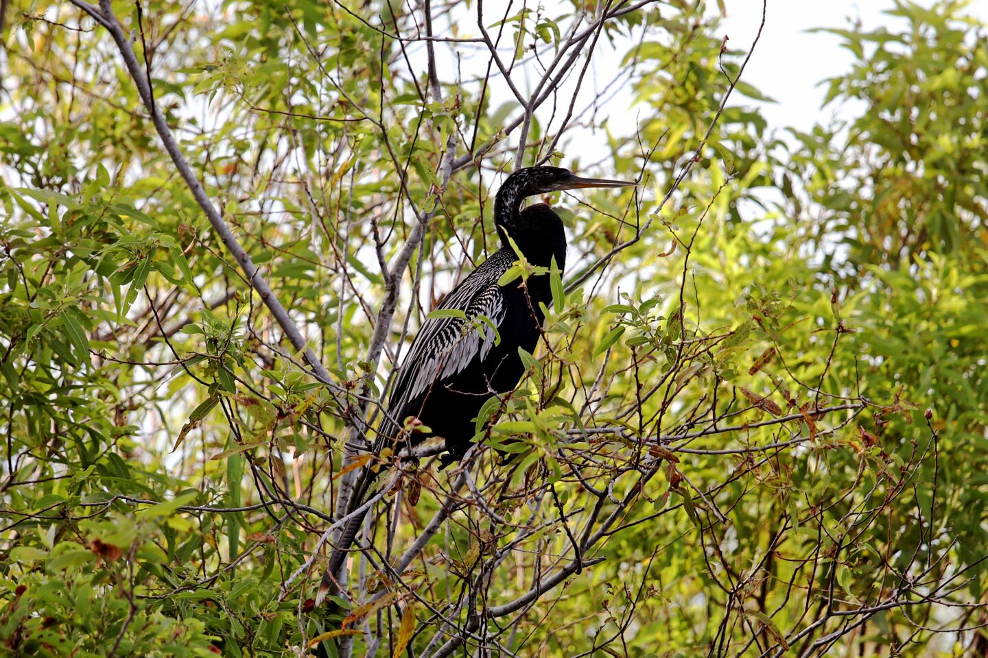 A large black bird in a tree