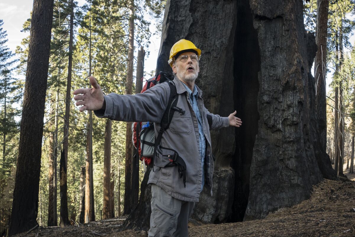 Nathan Stephenson stands, arms outstretched, before a charred sequoia.