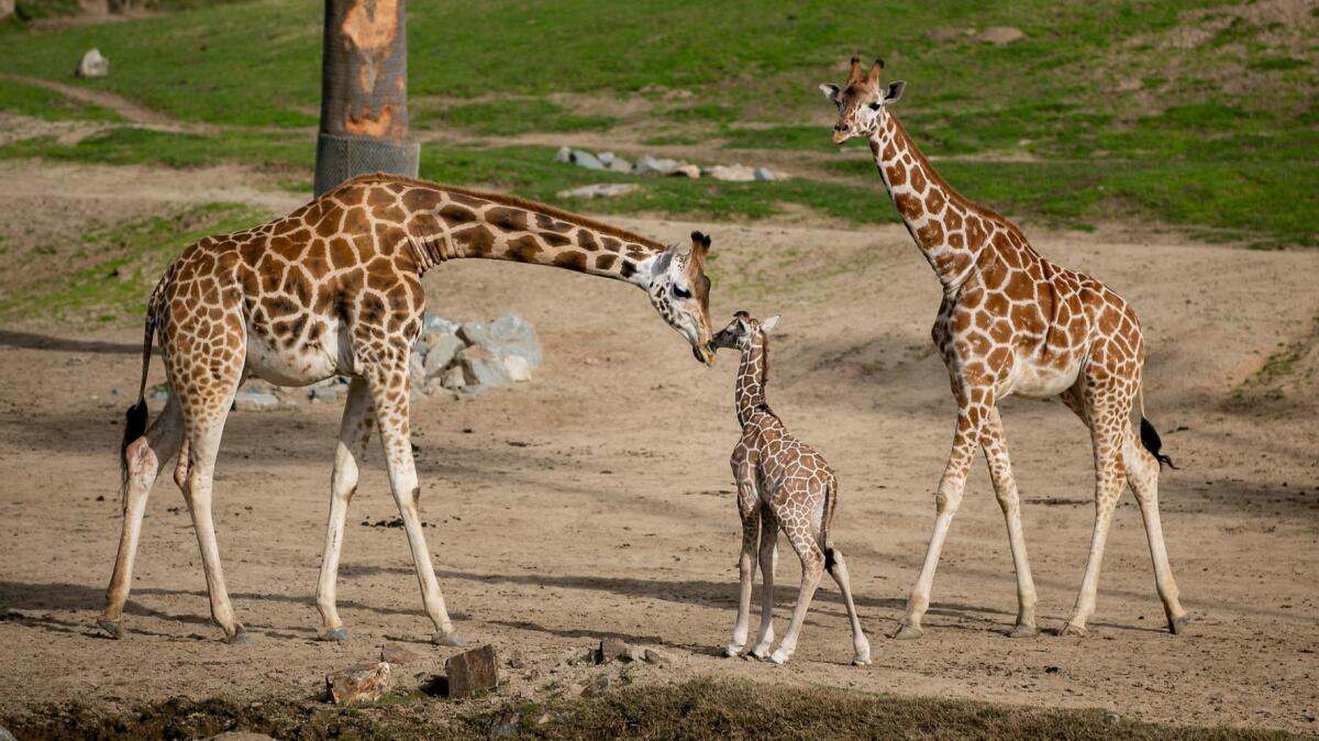 safari baby girafa