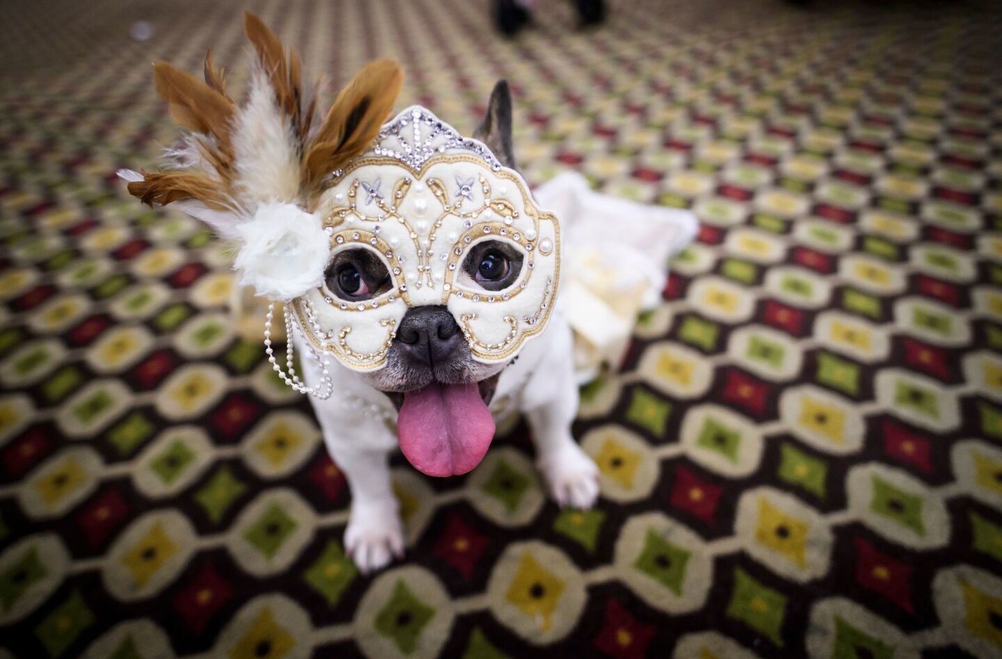 A dog dressed in a masquerade mask and costume sits backstage at the 2019 New York Pet Fashion Show at the Hotel Pennsylvania in Manhattan on Feb. 7, 2019. The theme for this year's show, now in its 16th year, was "Masquerade Ball for Animal Rescue".