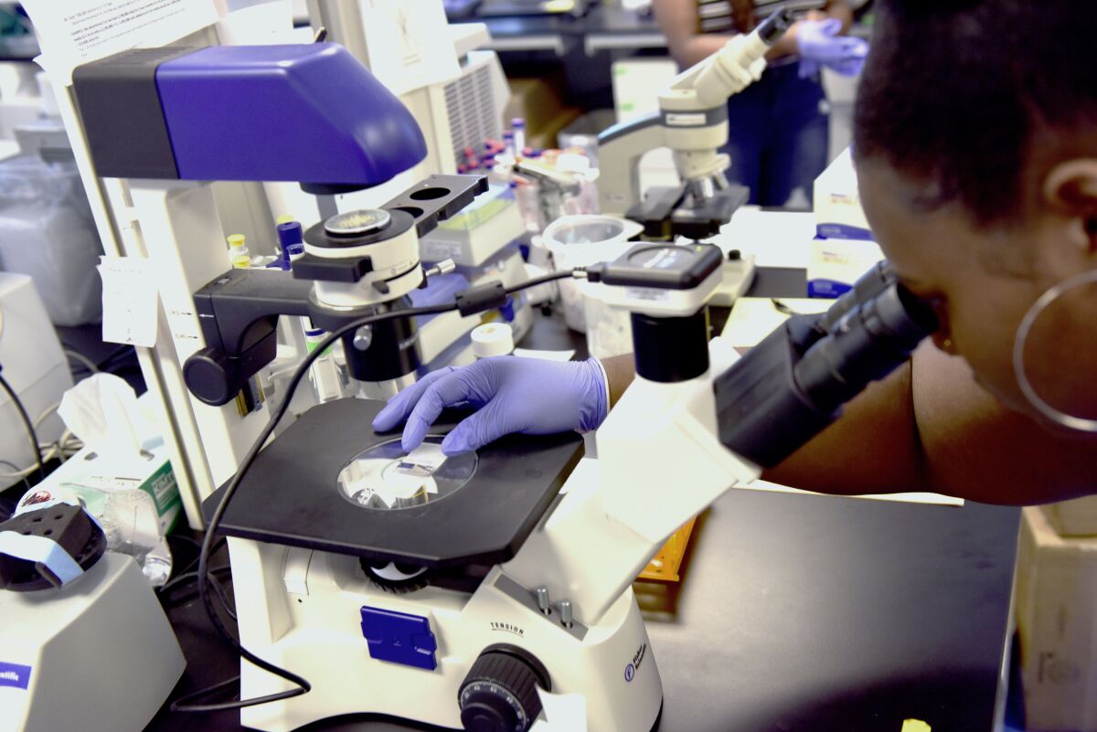 FILE - Nayla Fair, an intern at The Hampton University Cancer Research Center, examines cancer cells through a microscope on Wednesday, June 12, 2019. Cancer death rates have steadily declined among Black people but remain higher than in other racial and ethnic groups, according to a U.S. government study released Thursday, May 19, 2022. (Daniel Linhart/The Virginian-Pilot via AP, File)